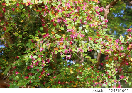 可愛い　ベニバナトキワマンサクの花 124761002