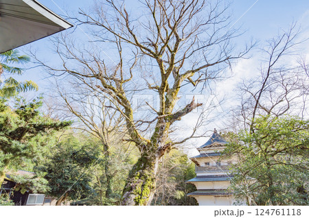 新潟　椎谷観音堂大欅と宝物殿（柏崎市） 124761118