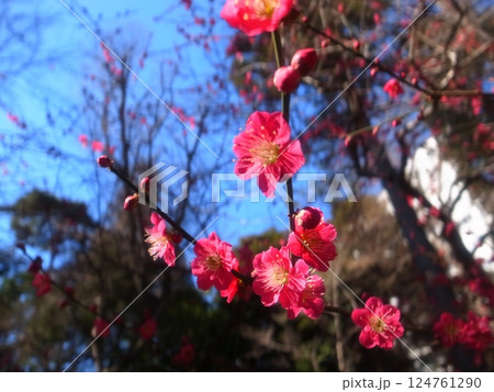 梅の花 124761290