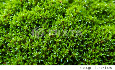 Wet green moss on the rocks 124761380