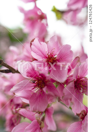 桜 さくら サクラ 124761426