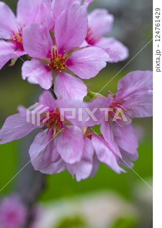 桜 さくら サクラ 124761429