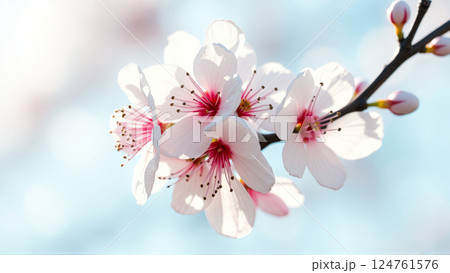Flowers on an apple tree in spring 124761576