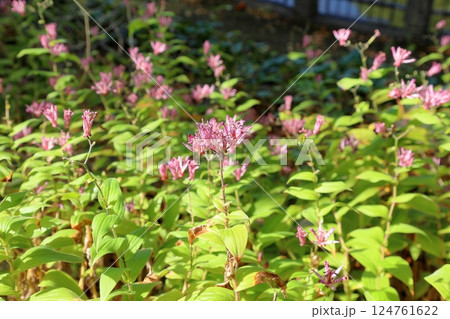 ホトトギスの花　羽衣 124761622