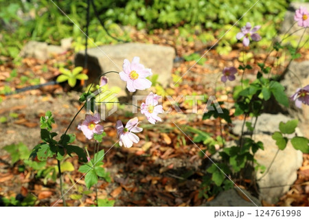 清楚　秋の花　シュウメイギク 124761998