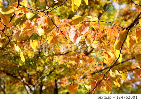 爽やか　色づく　アメリカハナズオウの枝葉 124762001