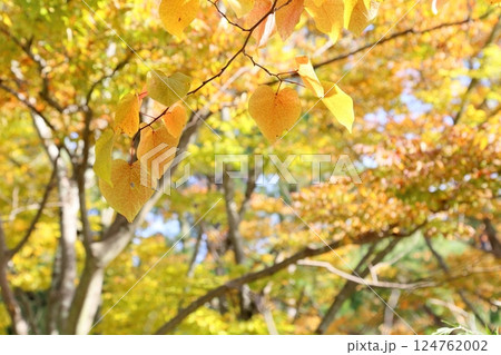 爽やか　黄葉　アメリカハナズオウの枝葉 124762002