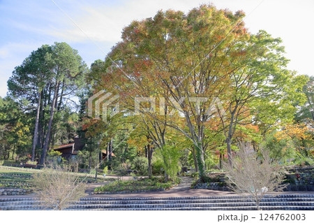 爽やか　輝　色づく　ケヤキの木 124762003