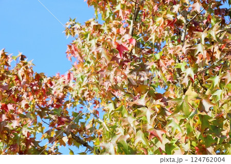 鮮やか　紅葉　アメリカフウの枝葉 124762004