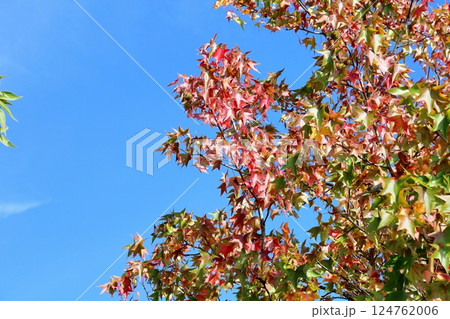 鮮やか 紅葉 アメリカフウの枝葉 鮮やか 紅葉 アメリカフウの枝葉 124762006
