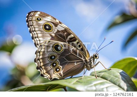 Close-up of a Butterfly Resting on a Leaf 124762161