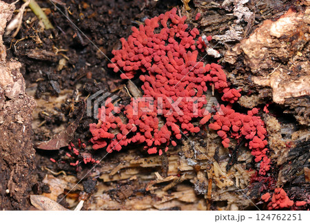林内でもよく目立つ普通種の赤煉瓦色の小さな毛玉集合体のようなウツボホコリ茸（自然環境下マクロ撮影） 124762251