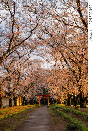 満開のソメイヨシノと東蕗田天満神社のと鳥居 満開のソメイヨシノと東蕗田天満神社のと鳥居 124762369
