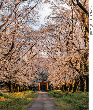 満開のソメイヨシノと東蕗田天満神社のと鳥居 満開のソメイヨシノと東蕗田天満神社のと鳥居 124762370