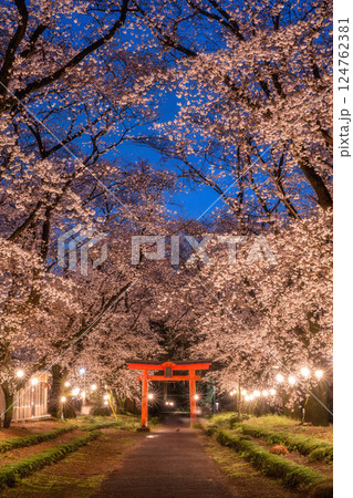 満開のソメイヨシノと東蕗田天満神社のと鳥居 124762381