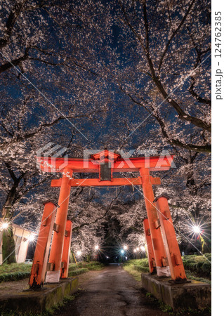 満開のソメイヨシノと東蕗田天満神社のと鳥居 124762385