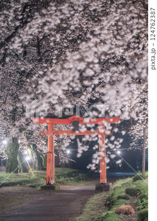 満開のソメイヨシノと東蕗田天満神社のと鳥居 124762387