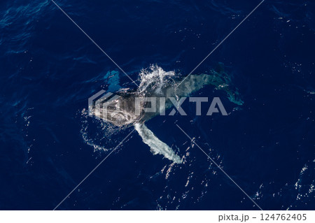 海でブリーチングするクジラ 124762405