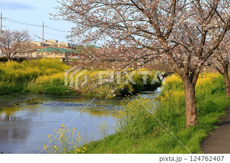桜と菜の花(千葉県松戸市国分川) 桜と菜の花(千葉県松戸市国分川) 124762407