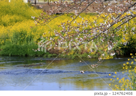桜と菜の花(千葉県松戸市国分川) 桜と菜の花(千葉県松戸市国分川) 124762408