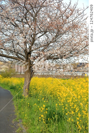 桜と菜の花（千葉県松戸市国分川） 124762409