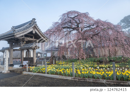 茨城県水戸市　濃霧の朝の安国寺枝垂れ桜 124762415