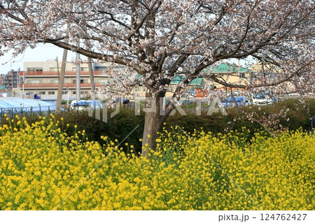 桜と菜の花(千葉県松戸市国分川) 桜と菜の花(千葉県松戸市国分川) 124762427