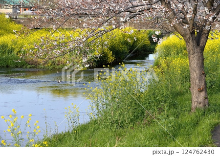 桜と菜の花(千葉県松戸市国分川) 桜と菜の花(千葉県松戸市国分川) 124762430