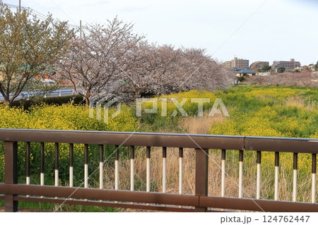 桜と菜の花（千葉県松戸市国分川） 124762447