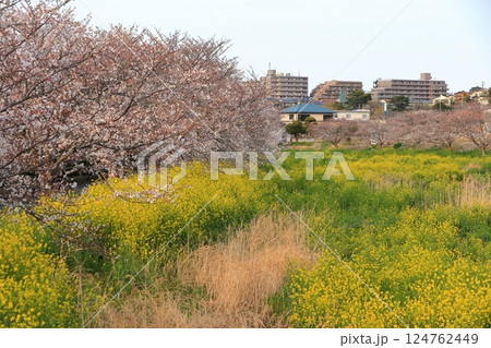 桜と菜の花(千葉県松戸市国分川) 桜と菜の花(千葉県松戸市国分川) 124762449