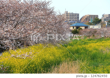 桜と菜の花（千葉県松戸市国分川） 124762450