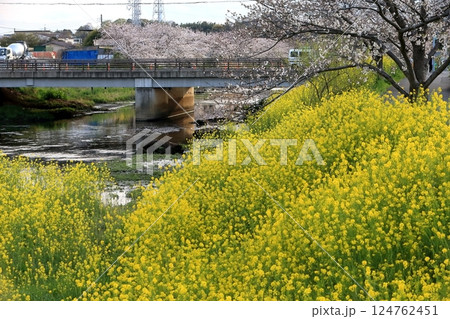 桜と菜の花（千葉県松戸市国分川） 124762451