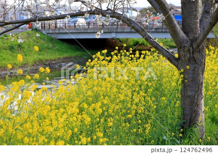 桜と菜の花(千葉県松戸市国分川) 桜と菜の花(千葉県松戸市国分川) 124762496