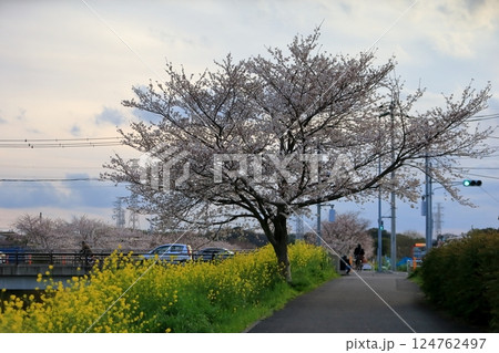 桜と菜の花(千葉県松戸市国分川) 桜と菜の花(千葉県松戸市国分川) 124762497