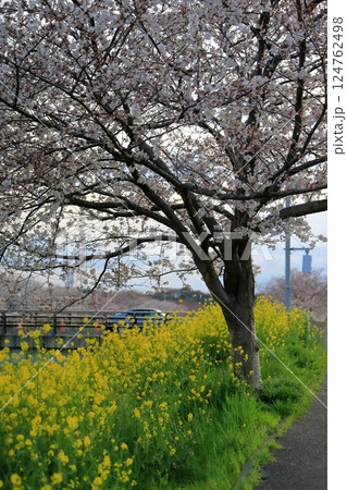 桜と菜の花（千葉県松戸市国分川） 124762498
