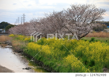 桜と菜の花(千葉県松戸市国分川) 桜と菜の花(千葉県松戸市国分川) 124762499