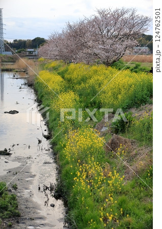 桜と菜の花（千葉県松戸市国分川） 124762501
