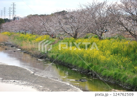 桜と菜の花(千葉県松戸市国分川) 桜と菜の花(千葉県松戸市国分川) 124762509