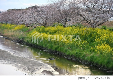 桜と菜の花(千葉県松戸市国分川) 桜と菜の花(千葉県松戸市国分川) 124762510