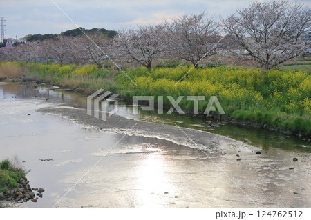 桜と菜の花（千葉県松戸市国分川） 124762512