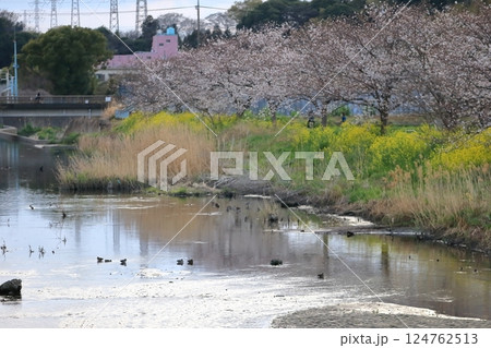 桜と菜の花(千葉県松戸市国分川) 桜と菜の花(千葉県松戸市国分川) 124762513