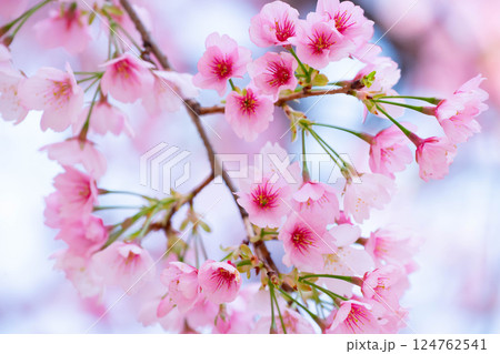 開花したばかりの桜 124762541