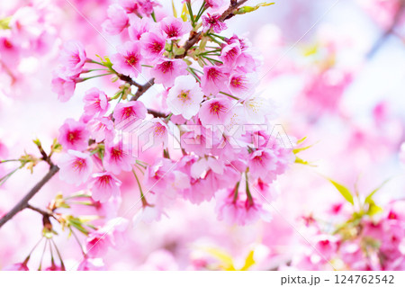 開花したばかりの桜 124762542