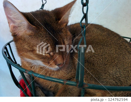ハンギングバスケットで眠る茶トラ猫 ハンギングバスケットで眠る茶トラ猫 124762594