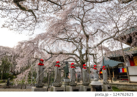 茨城県水戸市 桜満開の六地蔵寺 茨城県水戸市 桜満開の六地蔵寺 124762625