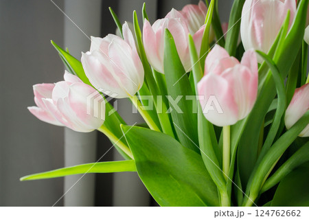 Fresh pink tulips bouquet in vase close up 124762662