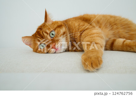 Cute orange cat lying on the sofa close up Cute orange cat lying on the sofa close up 124762756
