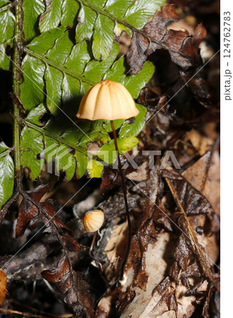 湿潤な森の土壌にシダの葉のバック、ベージュ色のハナオチバタケキノコが佇む(自然環境下マクロ撮影) 湿潤な森の土壌にシダの葉のバック、ベージュ色のハナオチバタケキノコが佇む(自然環境下マクロ撮影) 124762783