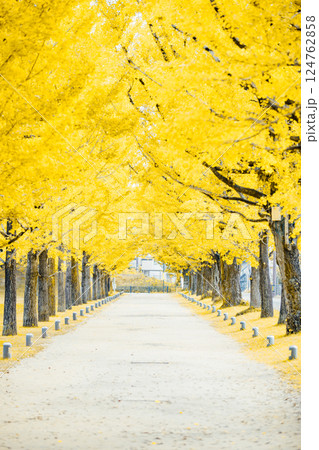 ＜学びの森＞イチョウ並木のトンネル 124762858