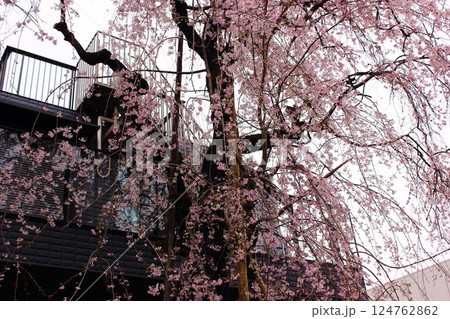 民家に咲いた枝垂桜（3） 124762862